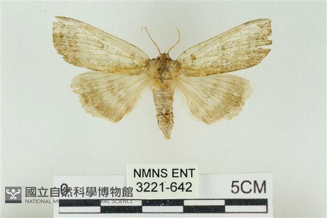 臺洒波紋蛾藏品圖，第1張