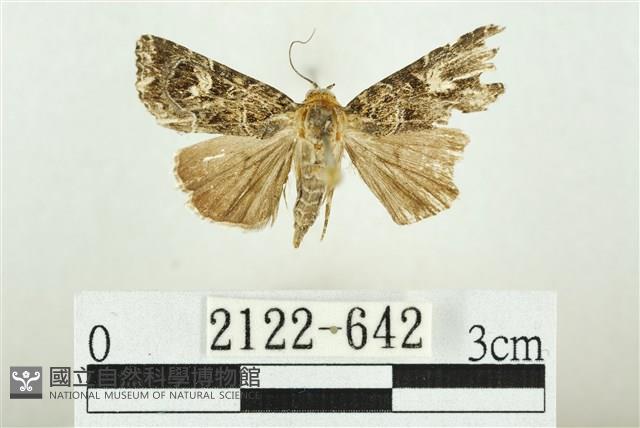 白斑散紋夜蛾藏品圖，第1張