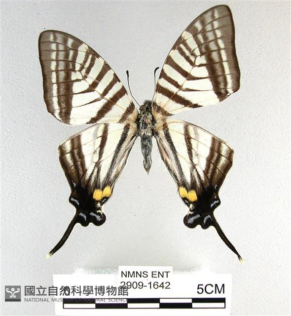 劍鳳蝶藏品圖，第1張