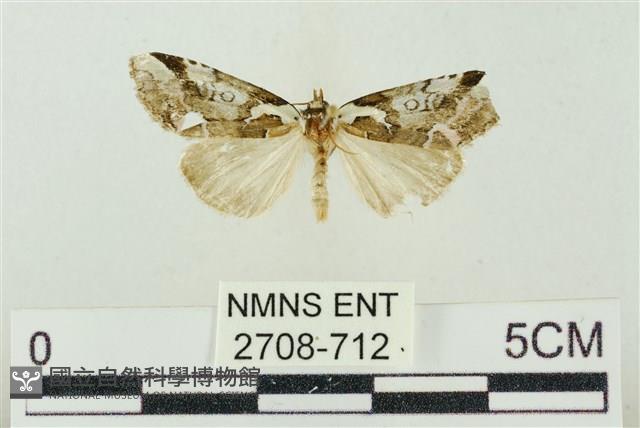 臺美波紋蛾藏品圖，第1張