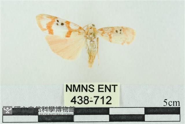 臺雪苔蛾藏品圖，第1張