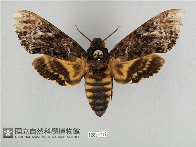 鬼臉天蛾藏品圖，第1張