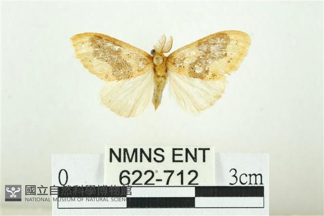 寬紋黃毒蛾藏品圖，第1張