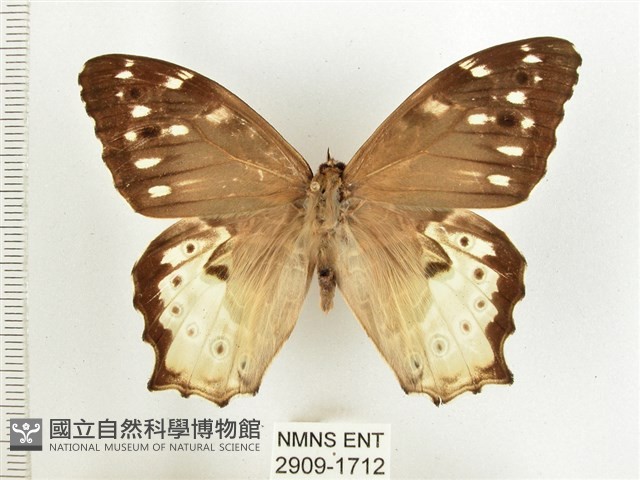 白斑蔭眼蝶藏品圖，第1張