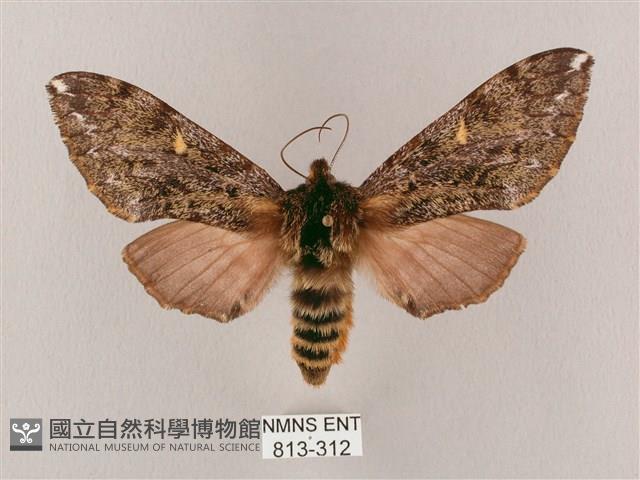 井上氏絨毛天蛾藏品圖，第1張