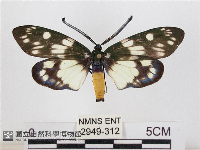 蓬萊茶斑蛾藏品圖，第1張