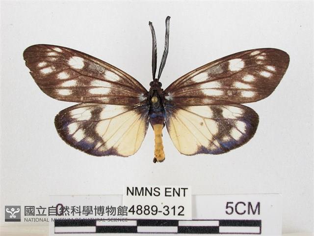 蓬萊茶斑蛾藏品圖，第1張