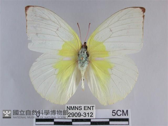 遷粉蝶、淡黃蝶藏品圖，第1張