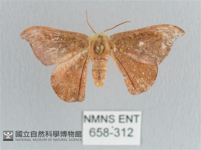 銀端帶鉤蛾藏品圖，第1張