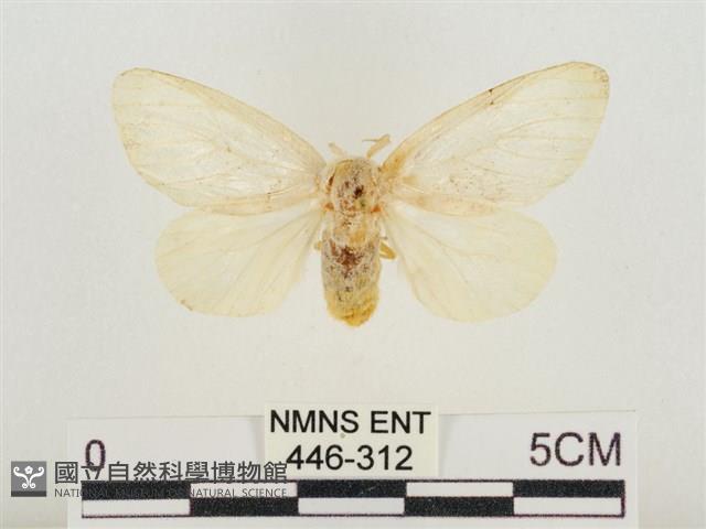 榕透翅毒蛾藏品圖，第1張