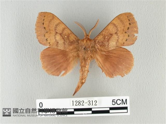 波紋枯葉蛾藏品圖，第1張