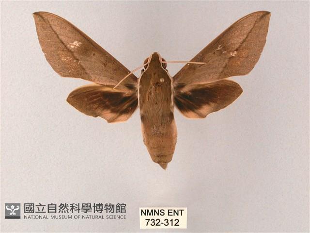 藏斜紋天蛾藏品圖，第1張