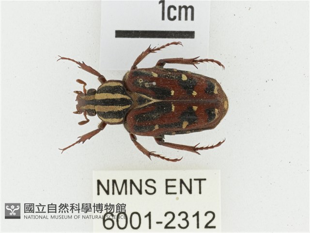 巴蘭陷紋金龜藏品圖，第1張