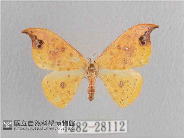 銀斑黃鉤蛾藏品圖，第1張