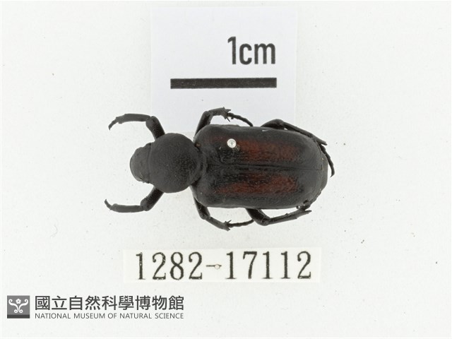 臺灣跗花金龜藏品圖，第1張