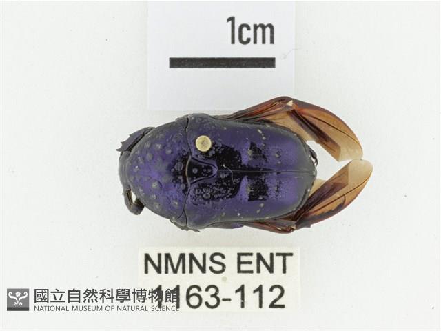 藍艷白點花金龜藏品圖，第1張