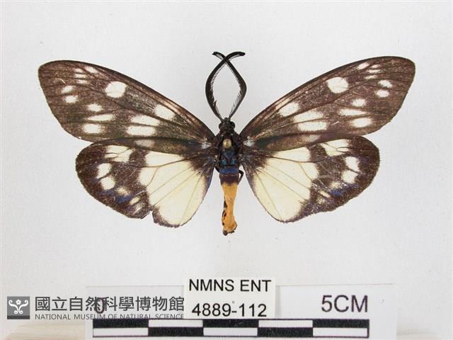 蓬萊茶斑蛾藏品圖，第1張