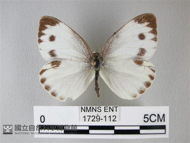 緣點白粉蝶藏品圖，第1張