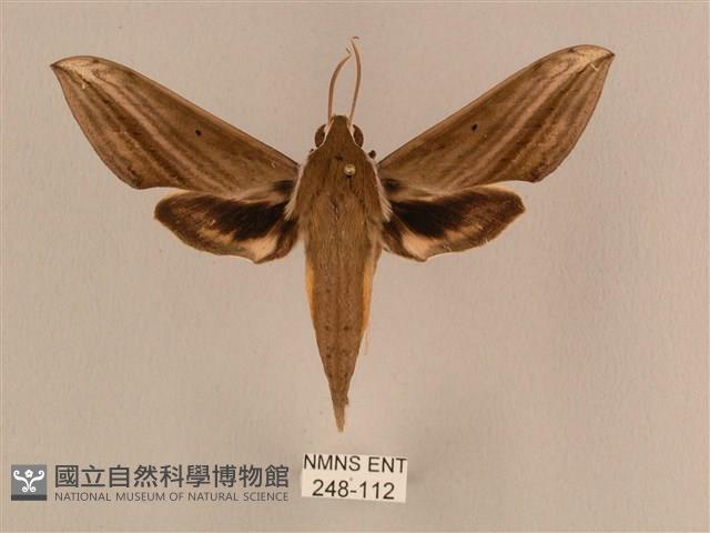 背線天蛾藏品圖，第1張