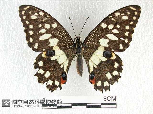 花鳳蝶、無尾鳳蝶藏品圖，第1張