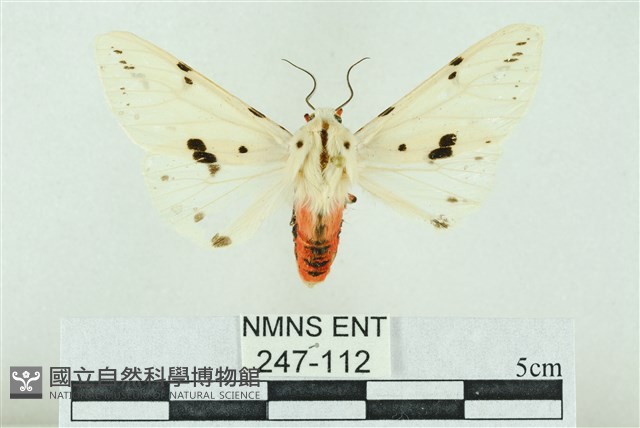 菊池污燈蛾藏品圖，第1張