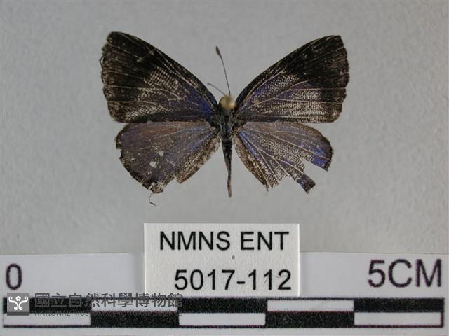雅波灰蝶藏品圖，第1張
