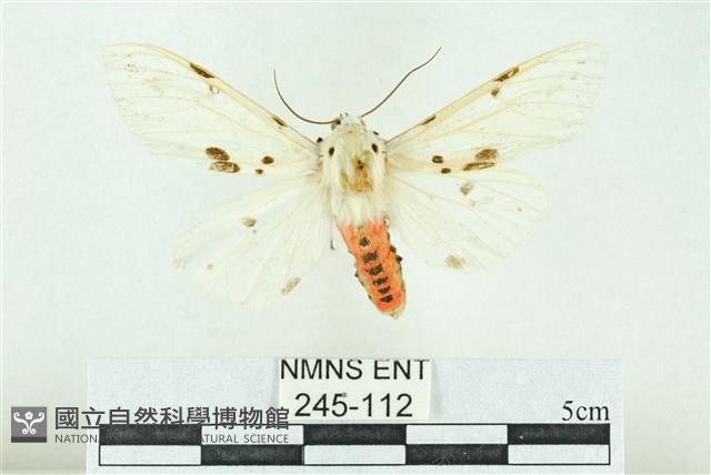 菊池污燈蛾藏品圖，第1張