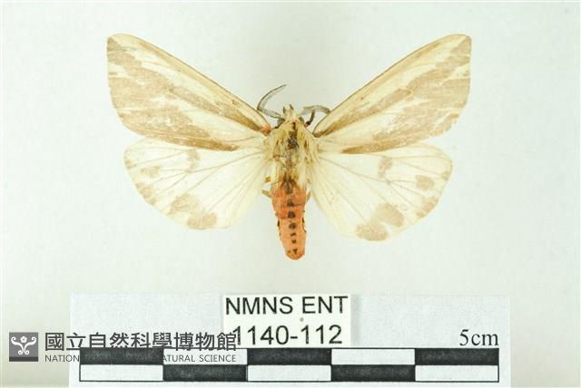 赭新污燈蛾藏品圖，第1張