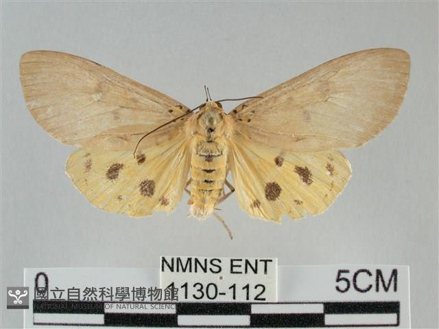 一點擬燈蛾藏品圖，第1張