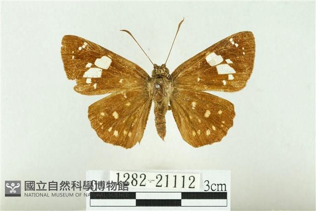 魑魅星弄蝶藏品圖，第1張