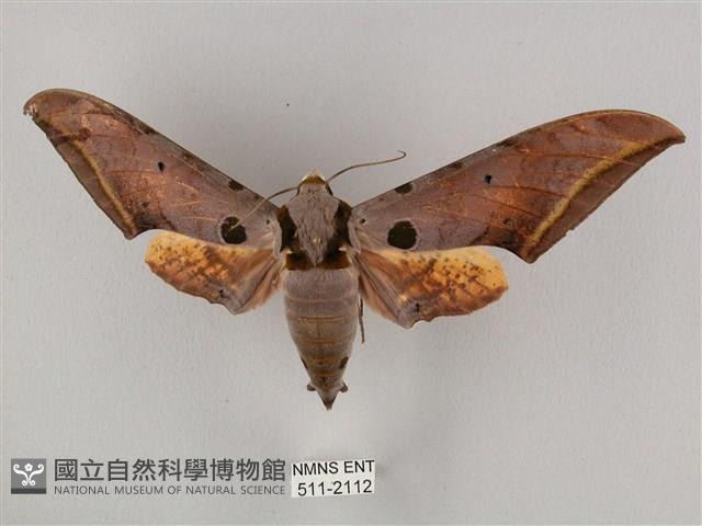 圓斑鷹翅天蛾藏品圖，第1張
