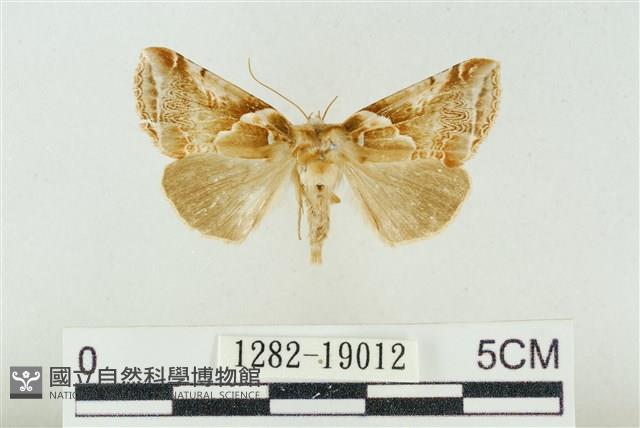 寬帶波紋蛾藏品圖，第1張