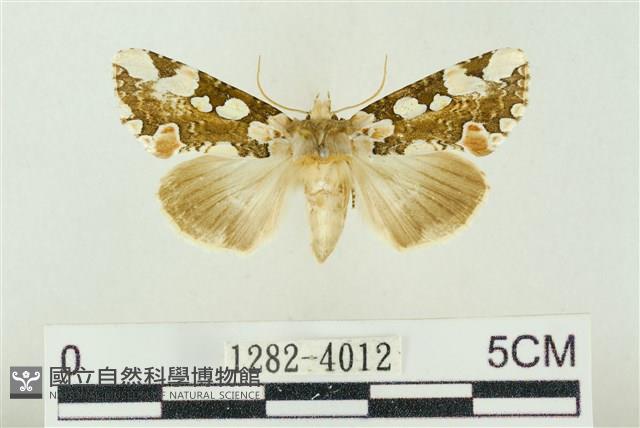 連珠波紋蛾藏品圖，第1張