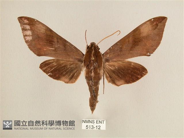 背中白天蛾藏品圖，第1張