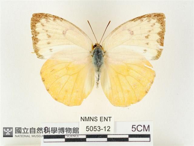 黃裙遷粉蝶藏品圖，第1張