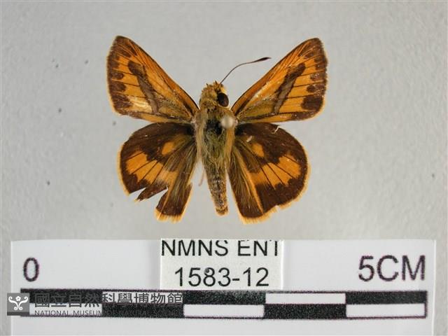 竹橙斑弄蝶藏品圖，第1張