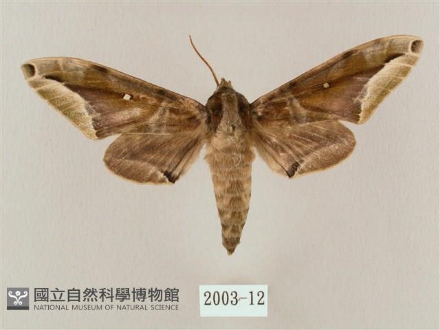 白點天蛾 藏品圖，第1張