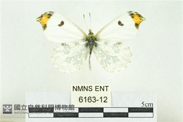 黃尖襟粉蝶藏品圖，第1張