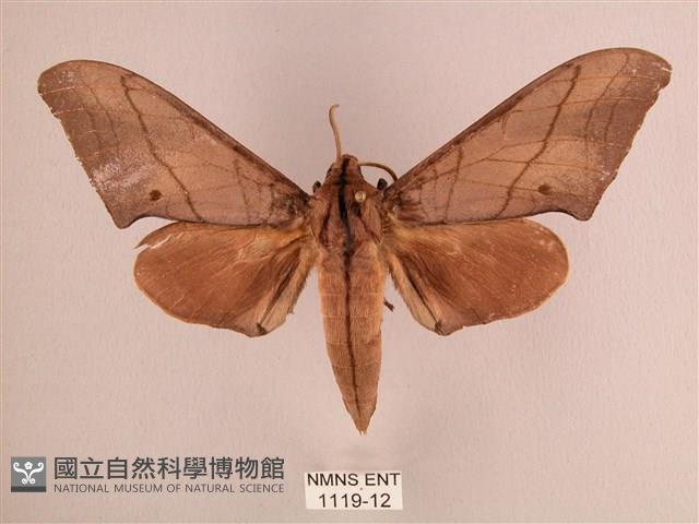 直翅六點天蛾藏品圖，第1張