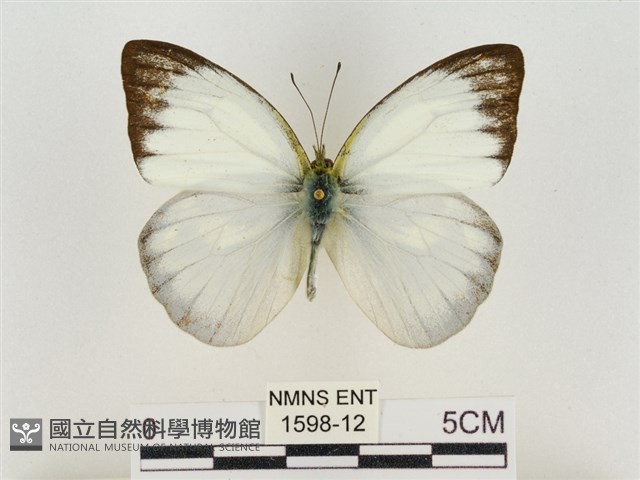 淡褐脈粉蝶藏品圖，第1張