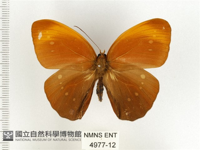 串珠環蝶藏品圖，第1張