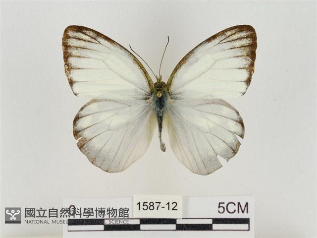 淡褐脈粉蝶藏品圖，第1張