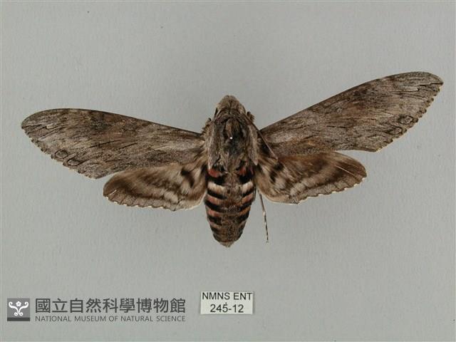 蝦殼天蛾藏品圖，第1張