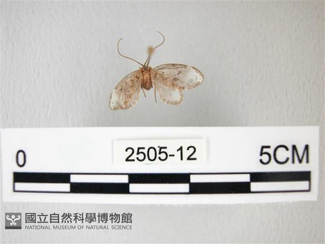 臺灣卵翅蛾藏品圖，第1張