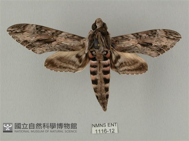 蝦殼天蛾藏品圖，第1張