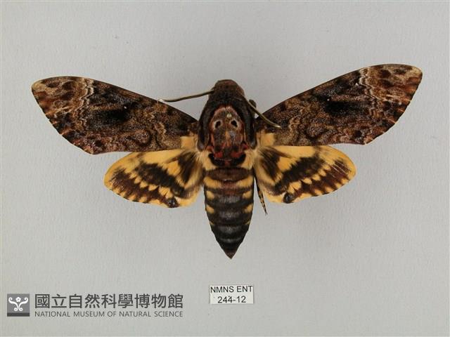 鬼臉天蛾藏品圖，第1張