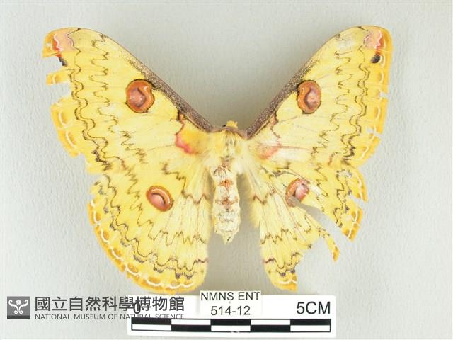 黃豹天蠶蛾藏品圖，第1張