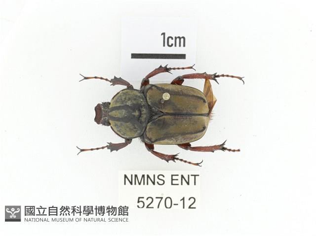 臺灣角金龜藏品圖，第1張