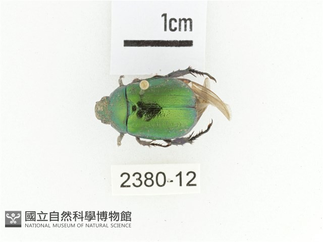 艷金龜藏品圖，第1張