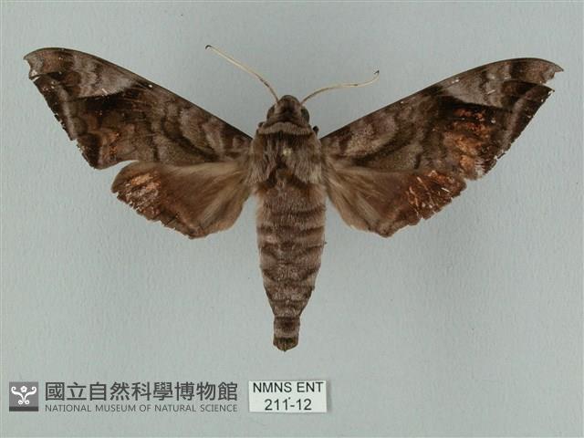 全緣缺角天蛾藏品圖，第1張